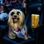 CINEPET realiza sua 12ª edição neste domingo (05) no Moviecom Praia Shopping
