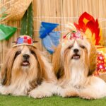 Encãotro de São João chega ao Praia Shopping